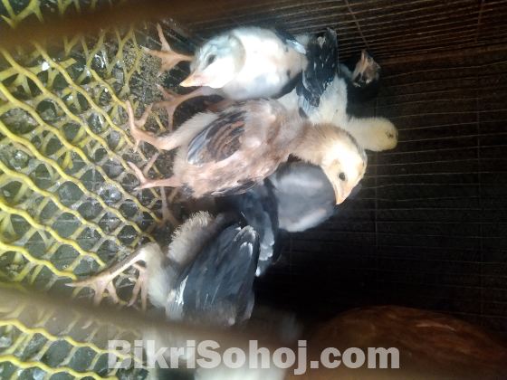 আছিল/ফাইটার মুরগি